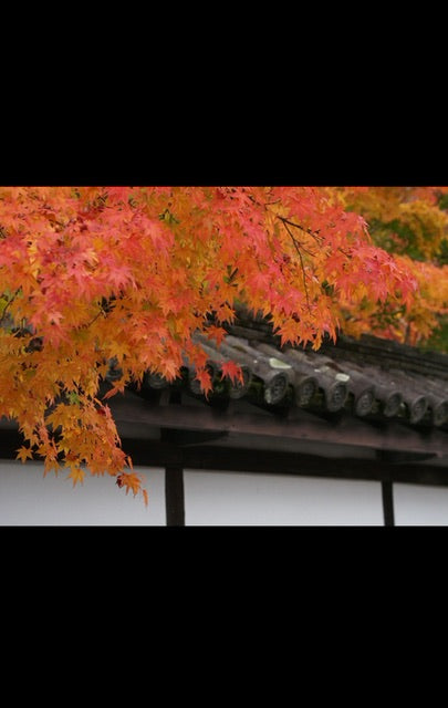 SHOPリニューアルオープンしました!1月12日